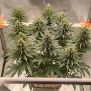 Lemon Cherry Gelato