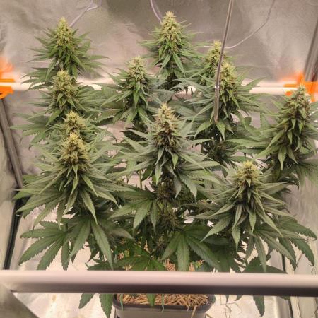 Lemon Cherry Gelato