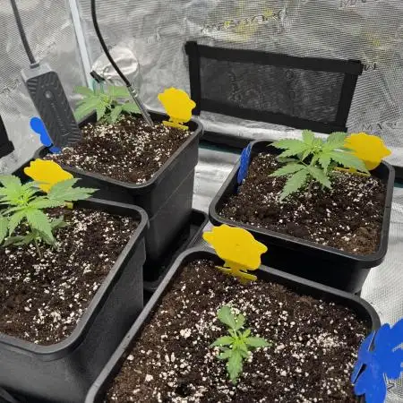 Gorilla Zkittles Auto