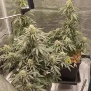 Z-Up Auto Fastbuds