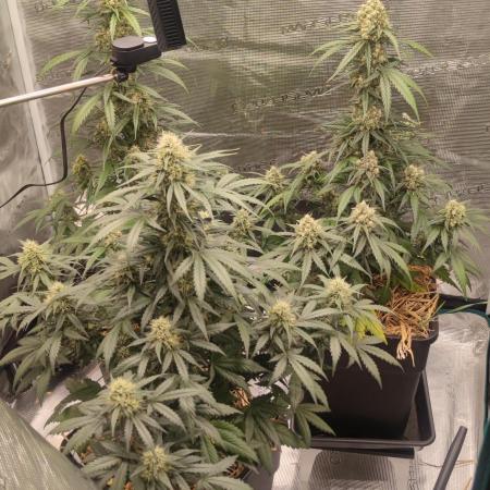Z-Up Auto Fastbuds