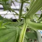 Gorilla Zkittles Auto