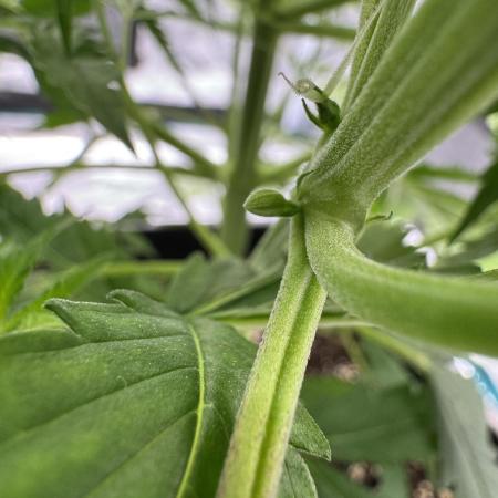 Gorilla Zkittles Auto