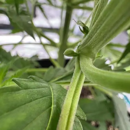 Gorilla Zkittles Auto