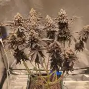 Penut Butter Cookies Photo Testgrow