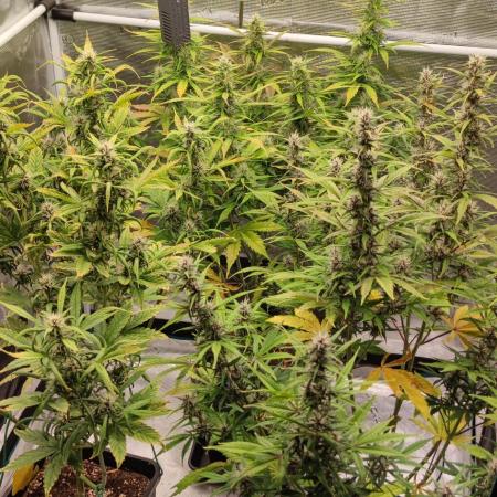 Lemon cherry Cookies Auto