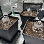 Lemon cherry Cookies Auto