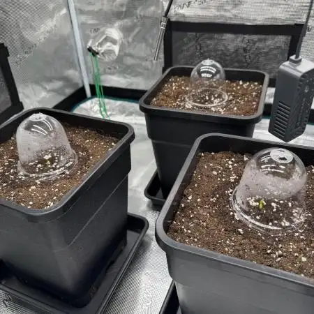 Lemon cherry Cookies Auto