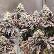 Penut Butter Cookies Photo Testgrow