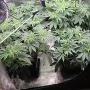 Eternity Grow Sticky Broccoli