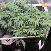 Watermelon Rqs photo