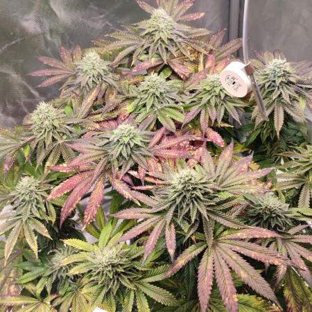 Penut Butter Cookies Photo Testgrow