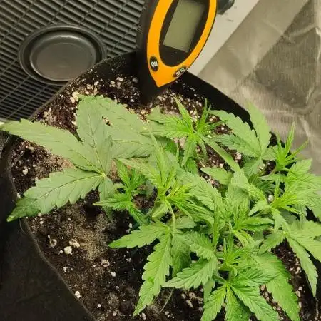 Gorilla zkittlez Auto