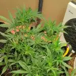 Gorilla zkittlez Auto