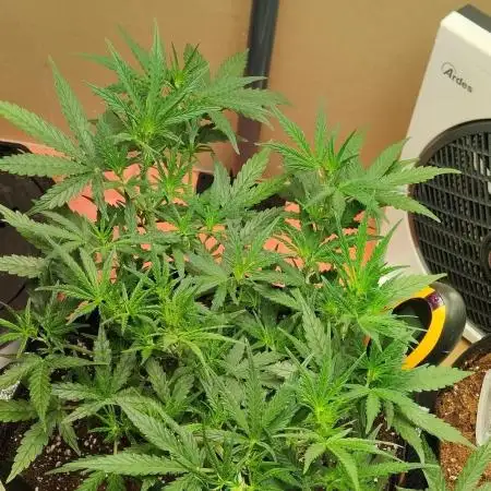 Gorilla zkittlez Auto
