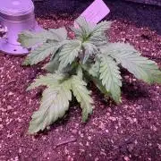 FastBuds Indoor DIY Automation Grow