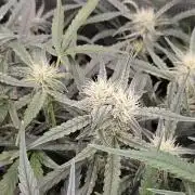 First Time in Coco... Send Help