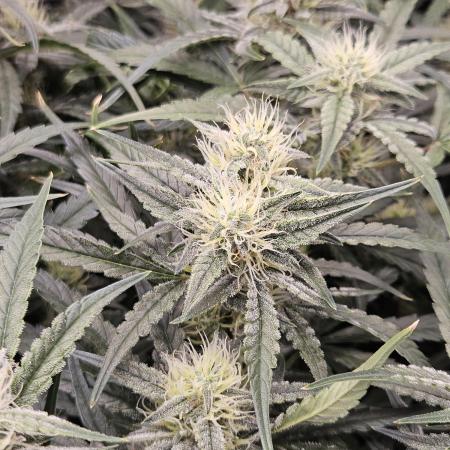 First Time in Coco... Send Help