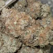 critical orange punch blooming