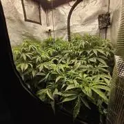 First Time in Coco... Send Help