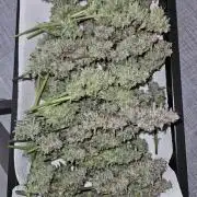 First Time in Coco... Send Help