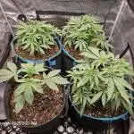 Critical orange punch
