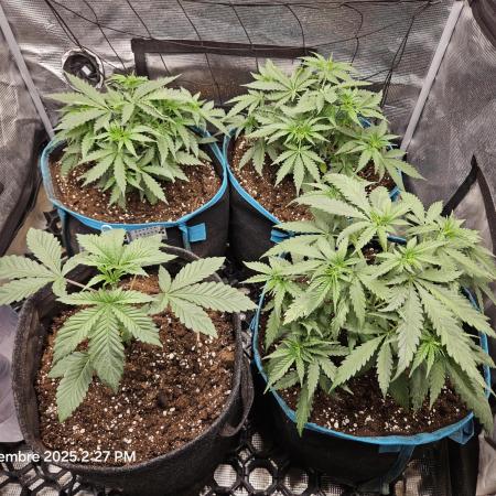 Critical orange punch