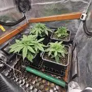 First Time in Coco... Send Help