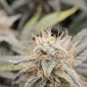 First Time in Coco... Send Help