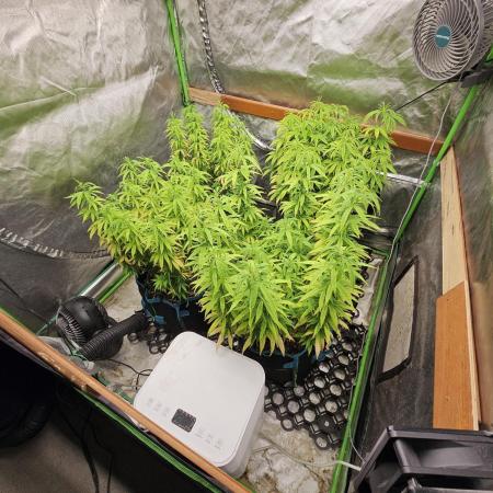 Three Sisters and a Tourist