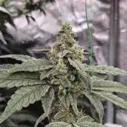 A Mindful Grow: Mental Rainbow