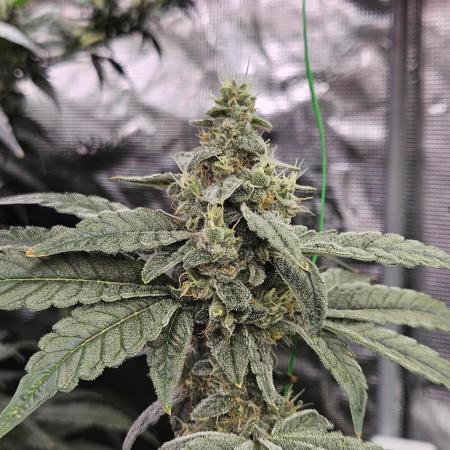 A Mindful Grow: Mental Rainbow