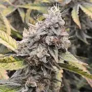 First Time in Coco... Send Help