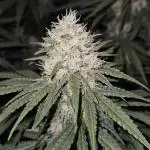 critical orange punch blooming