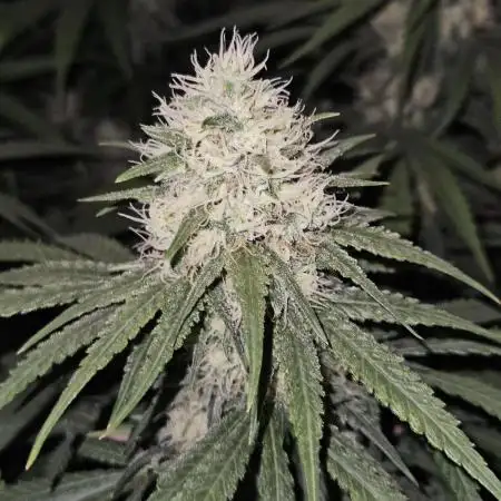 critical orange punch blooming