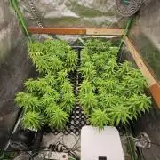 Three Sisters and a Tourist