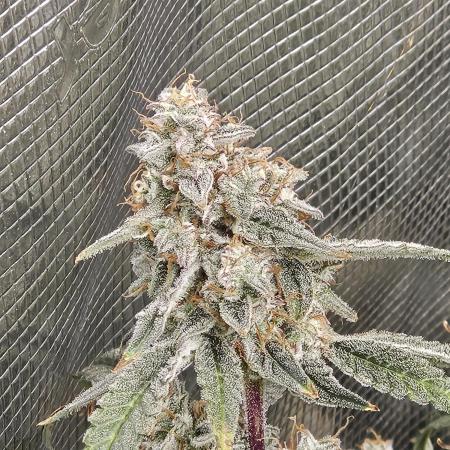 First Time in Coco... Send Help