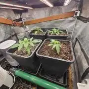 First Time in Coco... Send Help