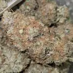 critical orange punch blooming