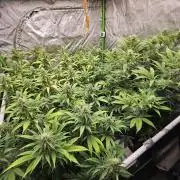 Three Sisters and a Tourist