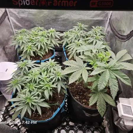 Critical orange punch