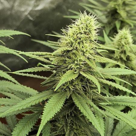 critical orange punch blooming