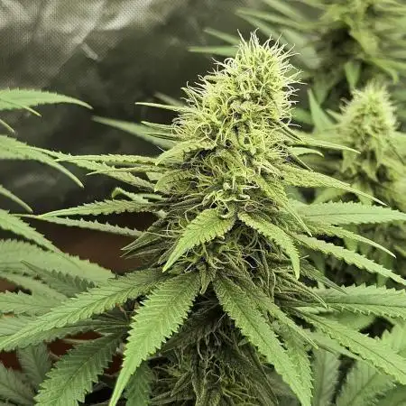 critical orange punch blooming