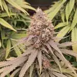 critical orange punch blooming