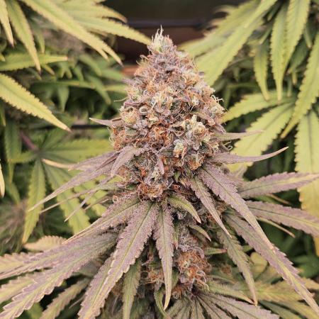 critical orange punch blooming