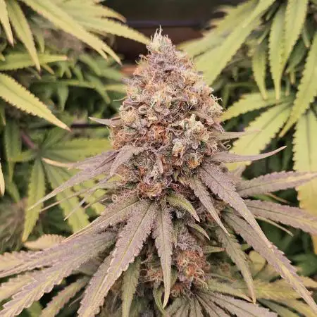 critical orange punch blooming