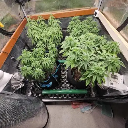 Three Sisters and a Tourist