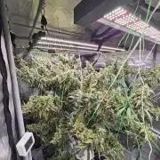 Automated oasis: Sticky Broccoli
