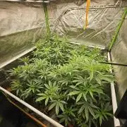 Three Sisters and a Tourist