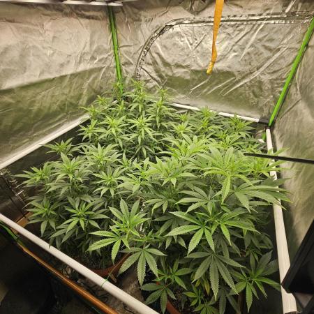 Three Sisters and a Tourist